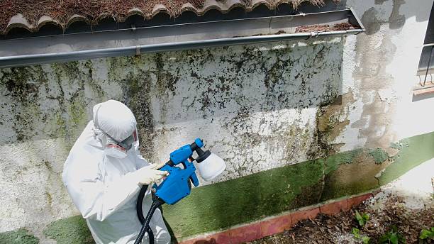 Top rated local Mold Remediation specialists in Gladstone, MI